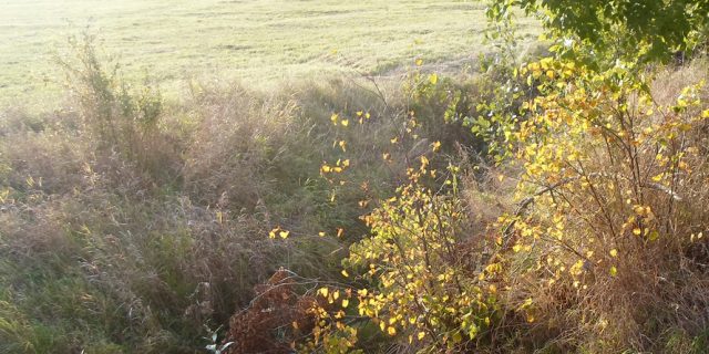 Фота Янкі Целушэцкага