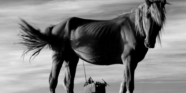 Fot. Ewa Zwierzyńska (zdjęcie z albumu „Magia Podlasia”)