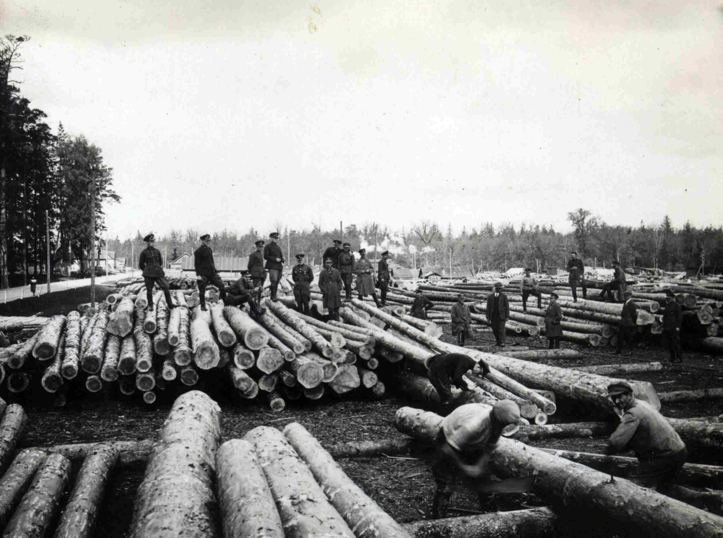 Składowisko drewna tartaku w Grudkach