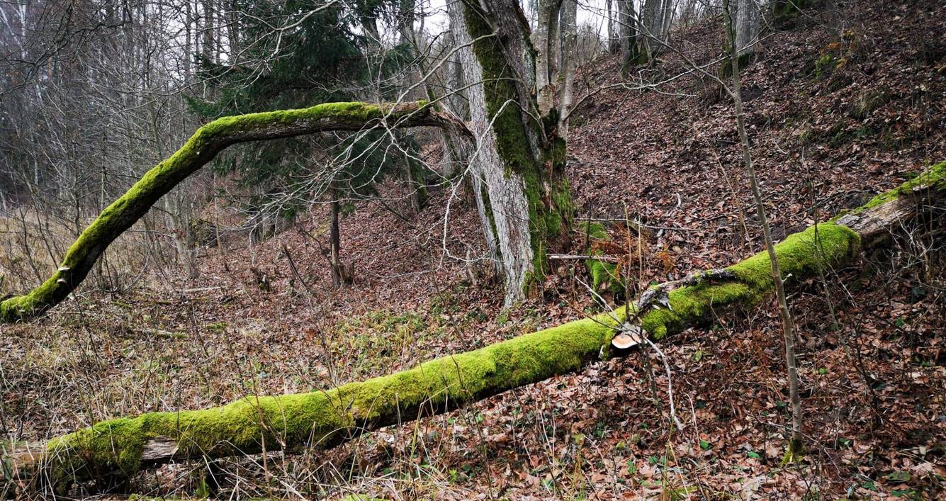 Atak kornika może szybko doprowadzić do śmierci całego lasu gospodarczego, ale nie naturalnego Fot. Ewa Zwierzyńska
