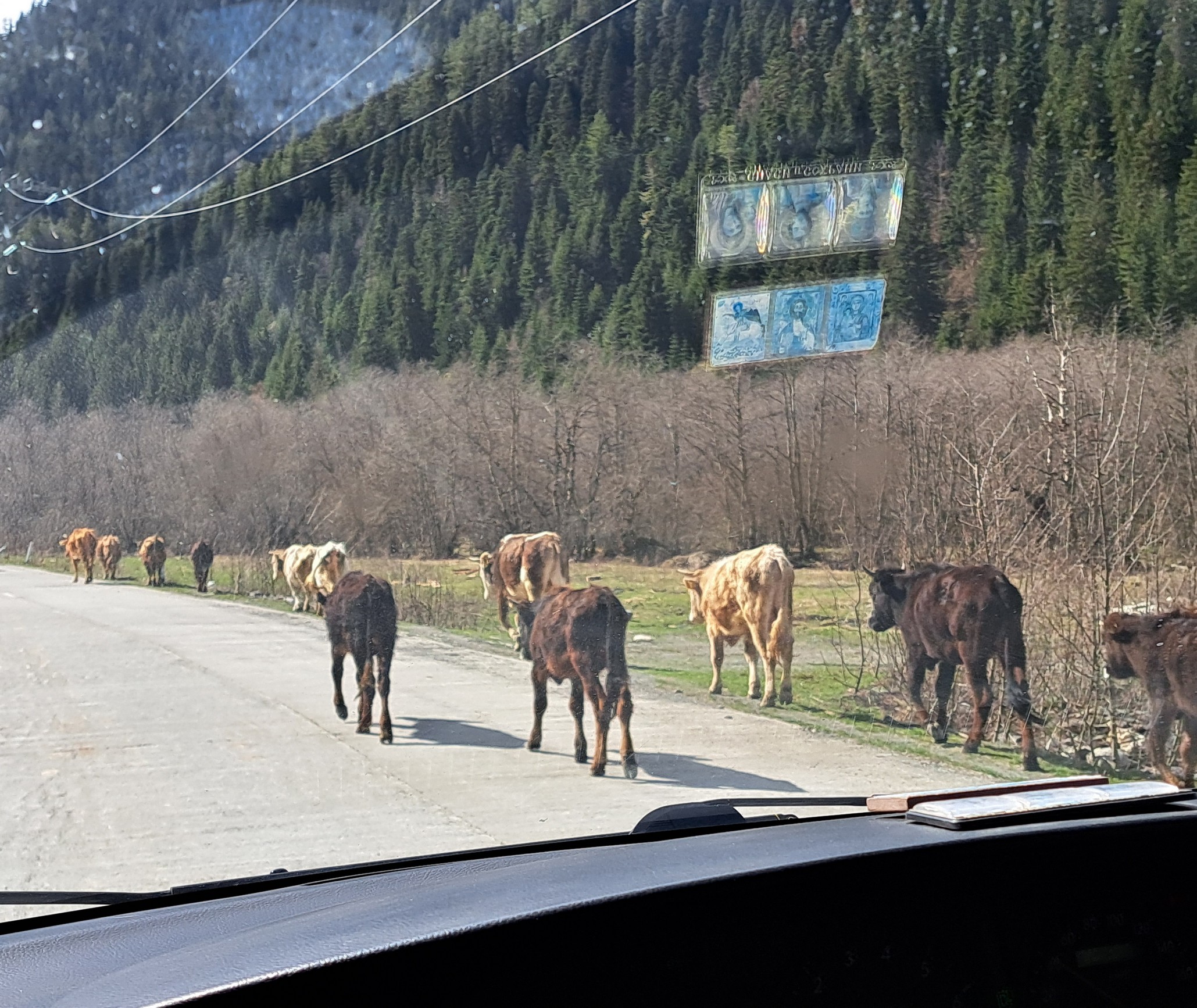 Krowy na drodze do Uszguli
